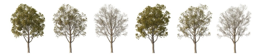 Multi-season trees on a white background.