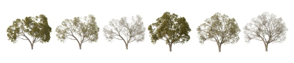Fototapeta na wymiar Multi-season trees on a white background.