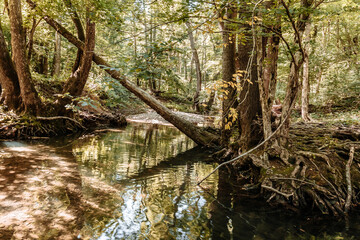 The summer forest is an impenetrable thicket and a forest stream in a mountain gorge.  Impassable blockages of trees roots and logs after high water
