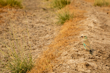 multi color bird Eurasian or European roller or Coracias garrulus on ground in search of a insect kill at forest of india asia