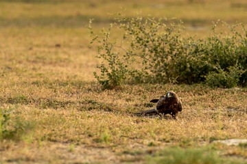 Fototapeta na wymiar Booted eagle or Hieraaetus pennatus with a Spiny tailed lizard kill in claws in an open field during winter migration at tal chhapar sanctuary churu rajasthan India asia
