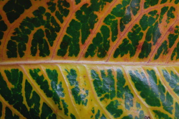 Closeup of colorful croton plant leaves. Tropical natural backdrop background. © sulit.photos