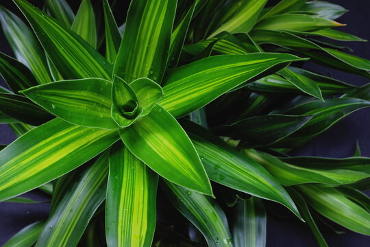 Selective focus top view of dracaena fragrans or cornstalk ornamental plant. Natural green leaves background backdrop .