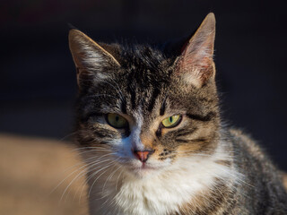 Portrait of a cat in close-up. A multicolored cat with green eyes looks into the camera