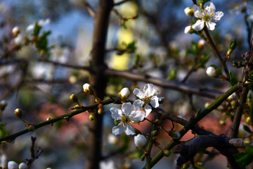 Flowers bloom on the branches of trees in spring.