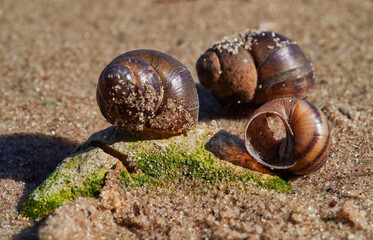 Stones and shell on sandy summer beach top view