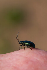 Beetle of corn ground beetle - Zabrus tenebrioides eat grass seed, a species of black ground beetle (Carabidae). The larvae and beetles of this species are pests of cereals.