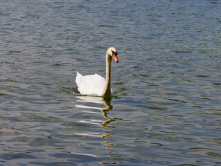 Fototapeta premium cygne dans une base de loisirs en région parisienne