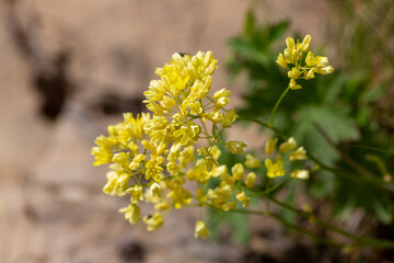 Macrophotographie de fleur sauvage - 