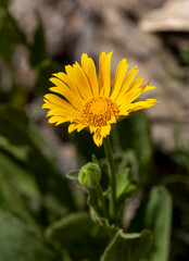 Macrophotographie de fleur sauvage - Doronic à grandes fleurs - Doronicum grandiflorum