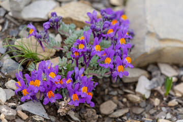Macrophotographie de fleur sauvage - Linaire des Alpes - Linaria alpina