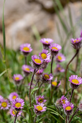 Fototapeta premium Macrophotographie de fleur sauvage - Vergerette uniflore - Erigeron uniflorus