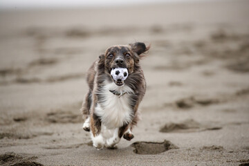 海岸の波打ち際で遊ぶチワックスの犬
