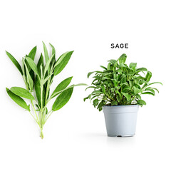 Fototapeta na wymiar Sage in flower pot.