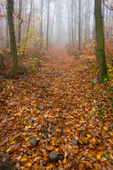 november fog at forest