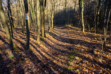red and white trekking sign on hiking trail at november forest, fallen leaves and tree shadow