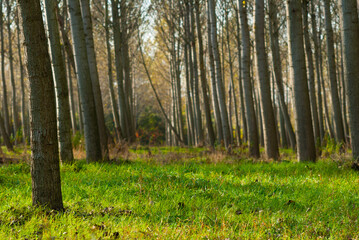poplar trees alley blur background, focus on grass at foreground