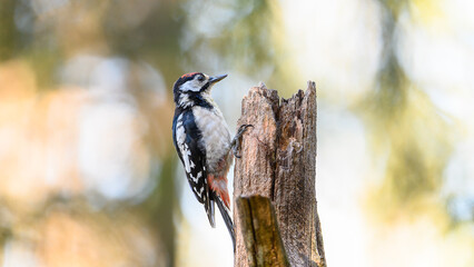 Young great spotted woodpecker (Dendrocopos major) in nice autumn light