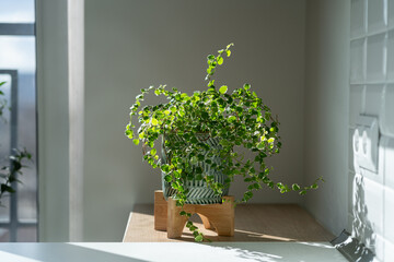 Creeping green fresh Ficus Pumila plant in ceramic planter at home, sunlight. Greenery at home,...