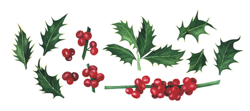 Christmas plant holly set berries isolated on white background. Watercolor hand drawn Xmas illustration. Art for design