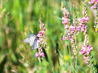 butterfly on a flower