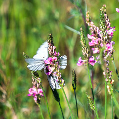 butterfly on a flower