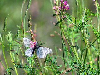 butterfly on a flower