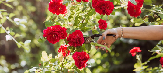 A beautiful red rose in the gardener's hand. A woman with garden pruners cuts off dry buds. Care of...