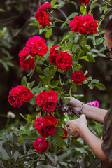 Fototapeta na wymiar A beautiful red rose in the gardener's hand. A woman with garden pruners cuts off dry buds. Care of plants in the garden.