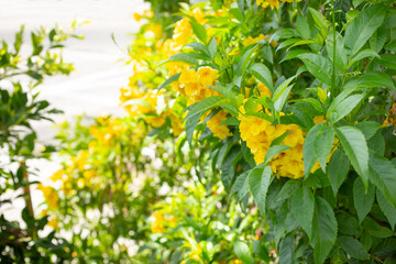 A view of yellow elder flowers.