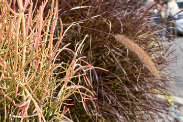 A view of and urban landscape of pencil cactus and fountain grass.