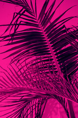 A view of large palm tree leaves, with a pink filter, as a background.
