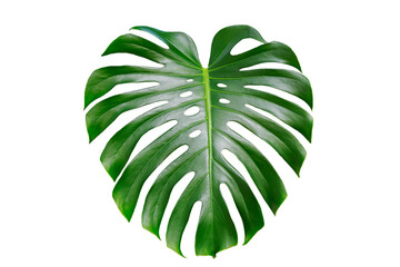 Monstera deliciosa tropical leaf isolated on white background. botanical nature concepts ideas