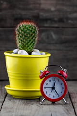 Cactus in a yellow pot with an alarm clock on a wooden table.