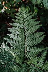 green fern in the forest