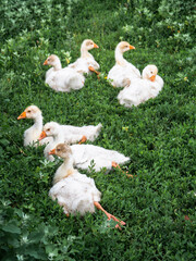white geese on green grass in a rustic garden