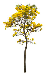 Handroanthus chrysanthus yellow flower with white background. garden, decoretive, environment, flower, tree, park, plant, landscaping