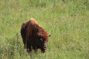Fototapeta premium beautiful European bison almost extinct and recovered eating grass