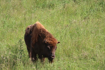 beautiful European bison almost extinct and recovered eating grass