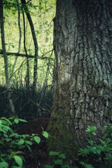 tree in the woods