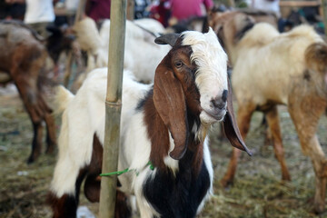 Goats are being sold in market during 