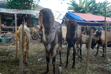 Goats are being sold in market during 