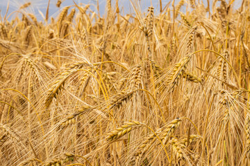 wheat grows in the field, spikelet close-up. Postcard with copy space.The concept of harvest, bread, agriculture, farmer, wheat prices rose. High quality photo
