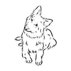 pedigree dog drawn in ink by hand without a background