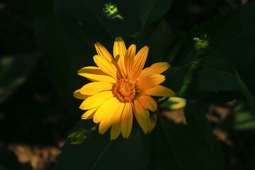 yellow garden ornamental sunflower grows in the garden. cultivation of flowers concept