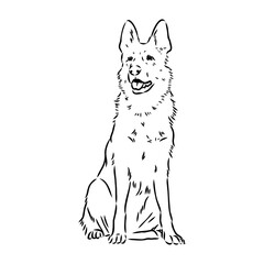 Fototapeta premium pedigree dog drawn in ink by hand without a background