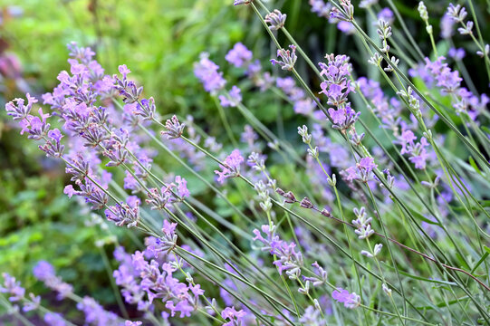 lavender bush in the yard 
