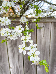 Blackthorn