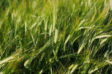 Close-up of a green ear of wheat that begins to ripen in the sun on the field. The global food crisis