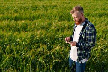 Naklejka na ściany i meble A male farmer with a tablet is standing in a wheat field. An agronomist with a beard, in a plaid shirt and jeans during an inspection. Tightening of quality in connection with the food crisis